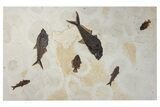 Green River Fossil Fish Mural With Diplomystus & Cockerellites #254197-1